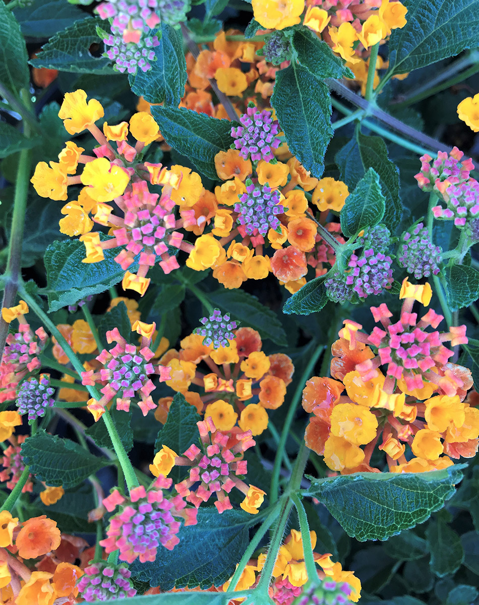 lantana