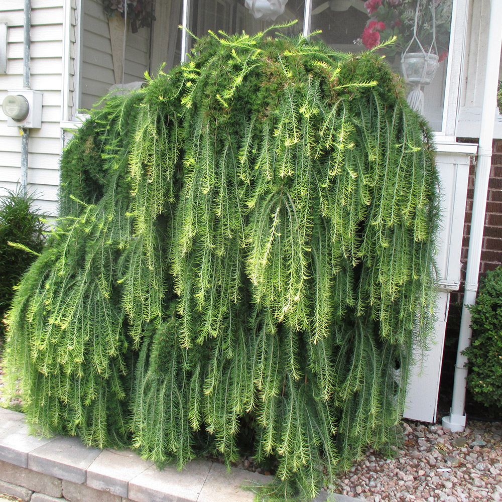 Pendula weeping European larch