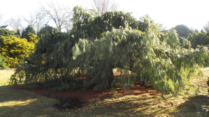 Pendula weeping white pine