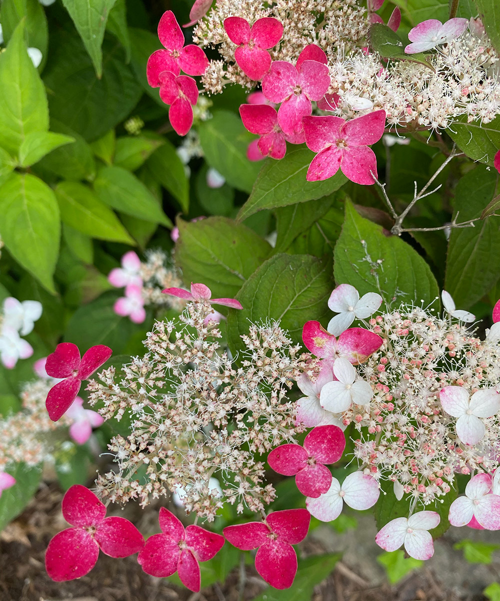 Beni-Gaku mountain hydrangea