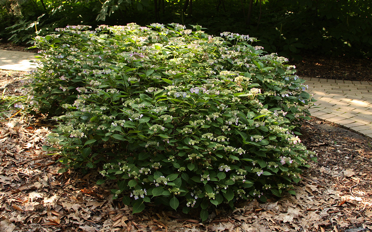 Spreading Beauty’ mountain hydrangeas