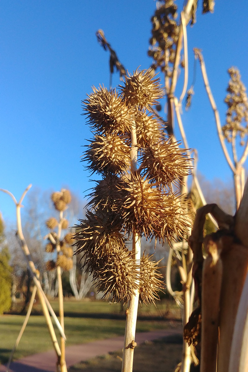 castor bean