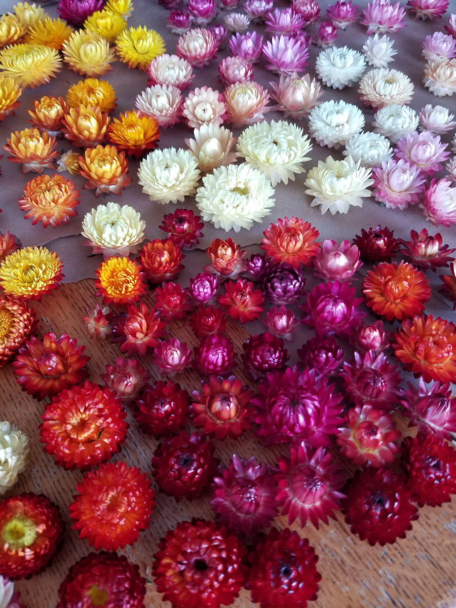 Strawflowers