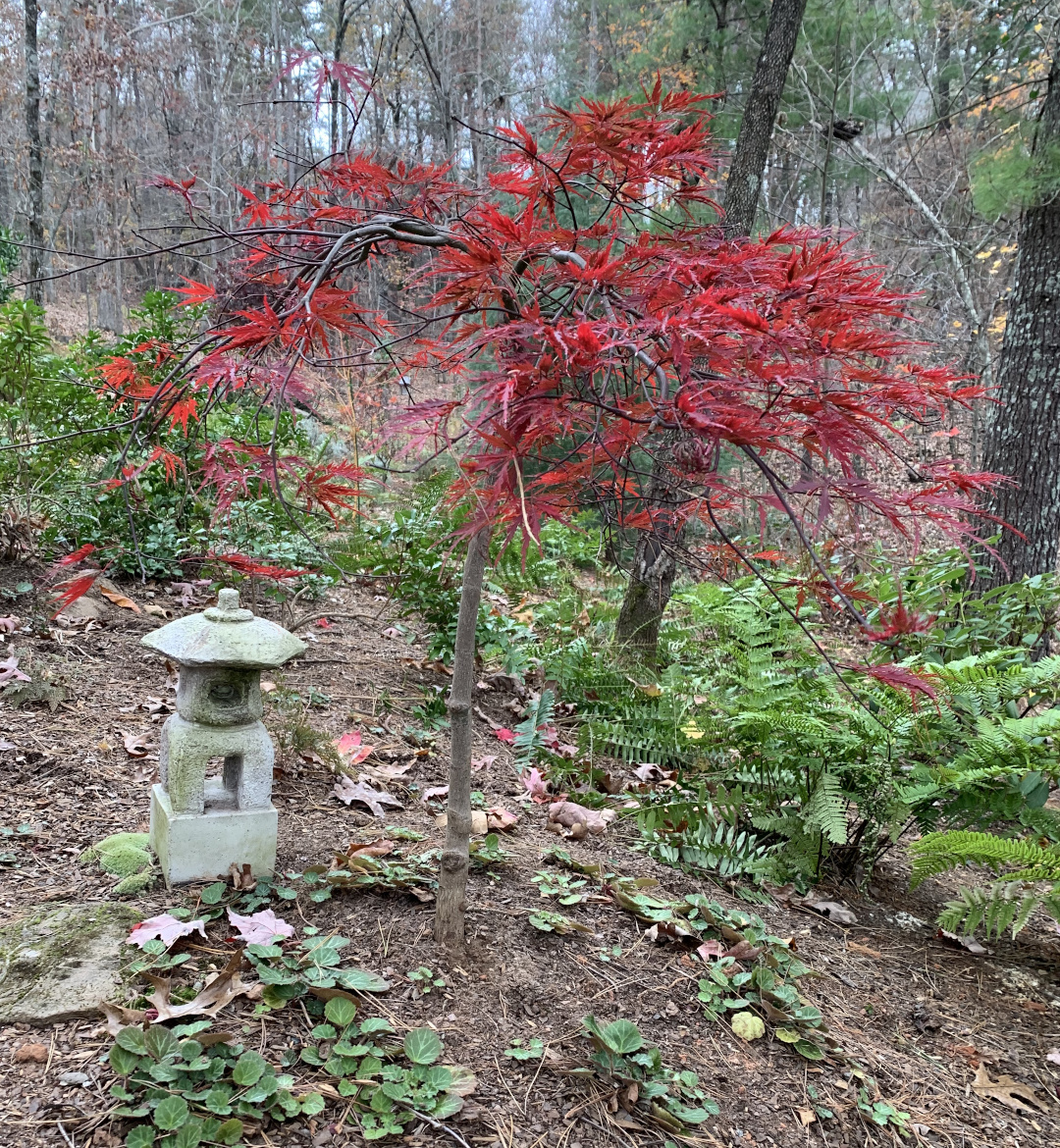 Inaba-shidare japanese maple