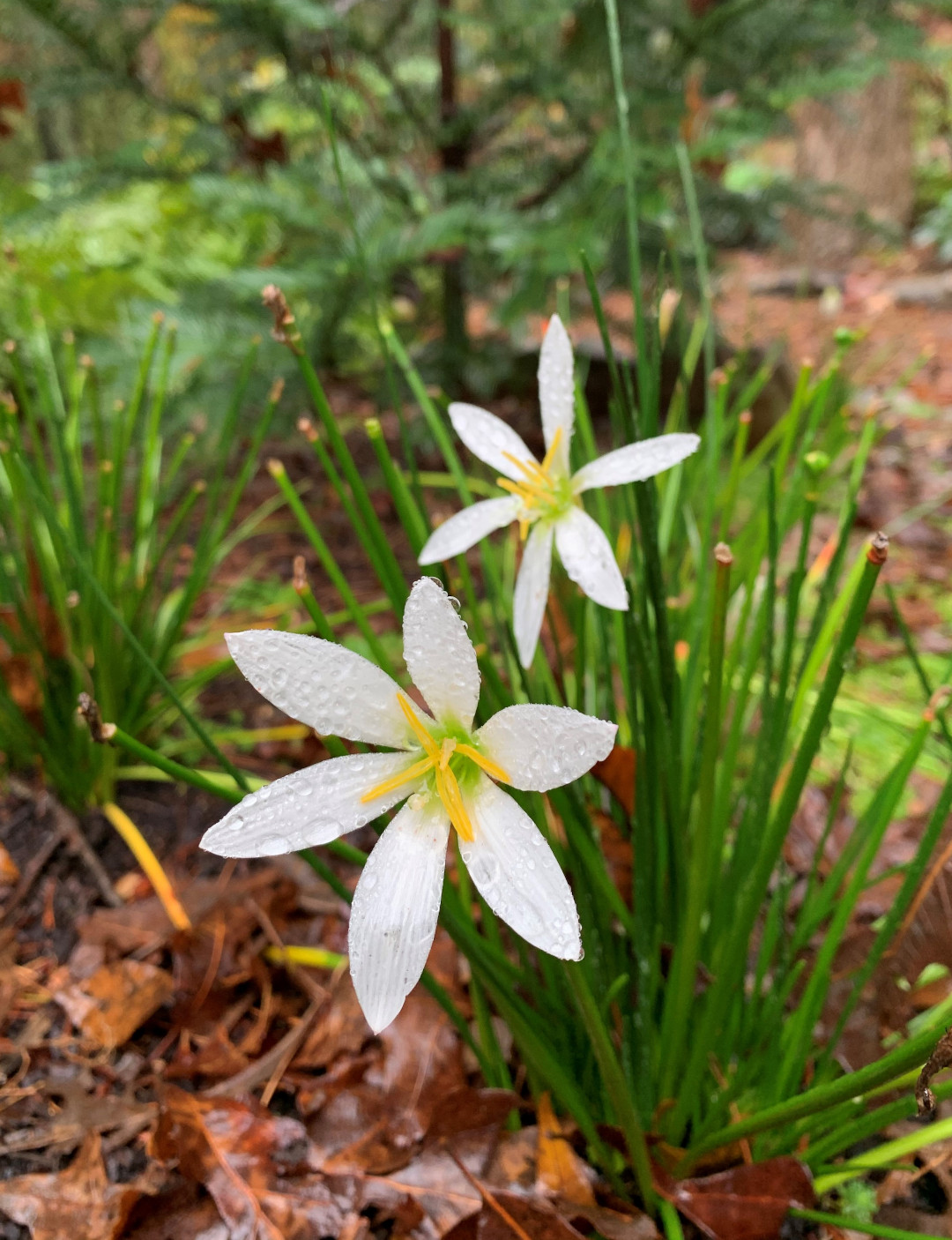 Rain lilies