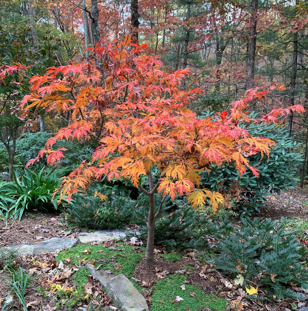 fernleaf full moon maple