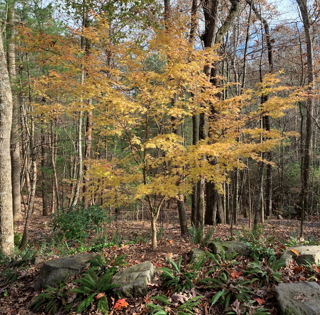 Coral bark maple