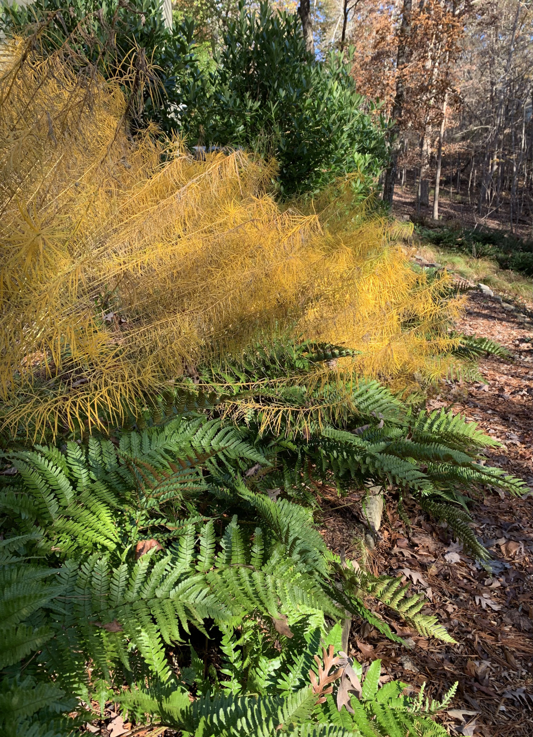 Deer Fern Garland | 5' | SOLD OUT