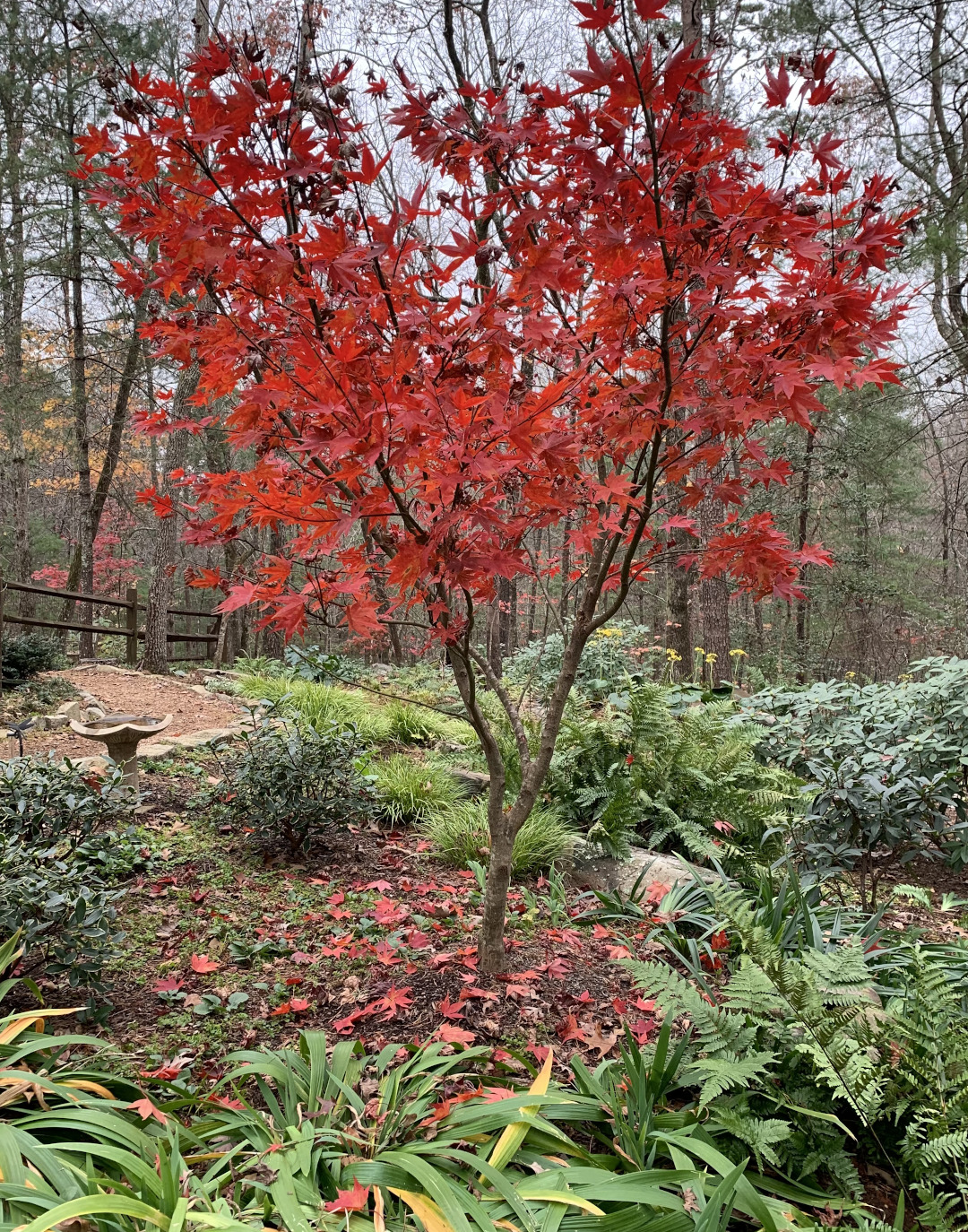 Osakazuki Japanese maple