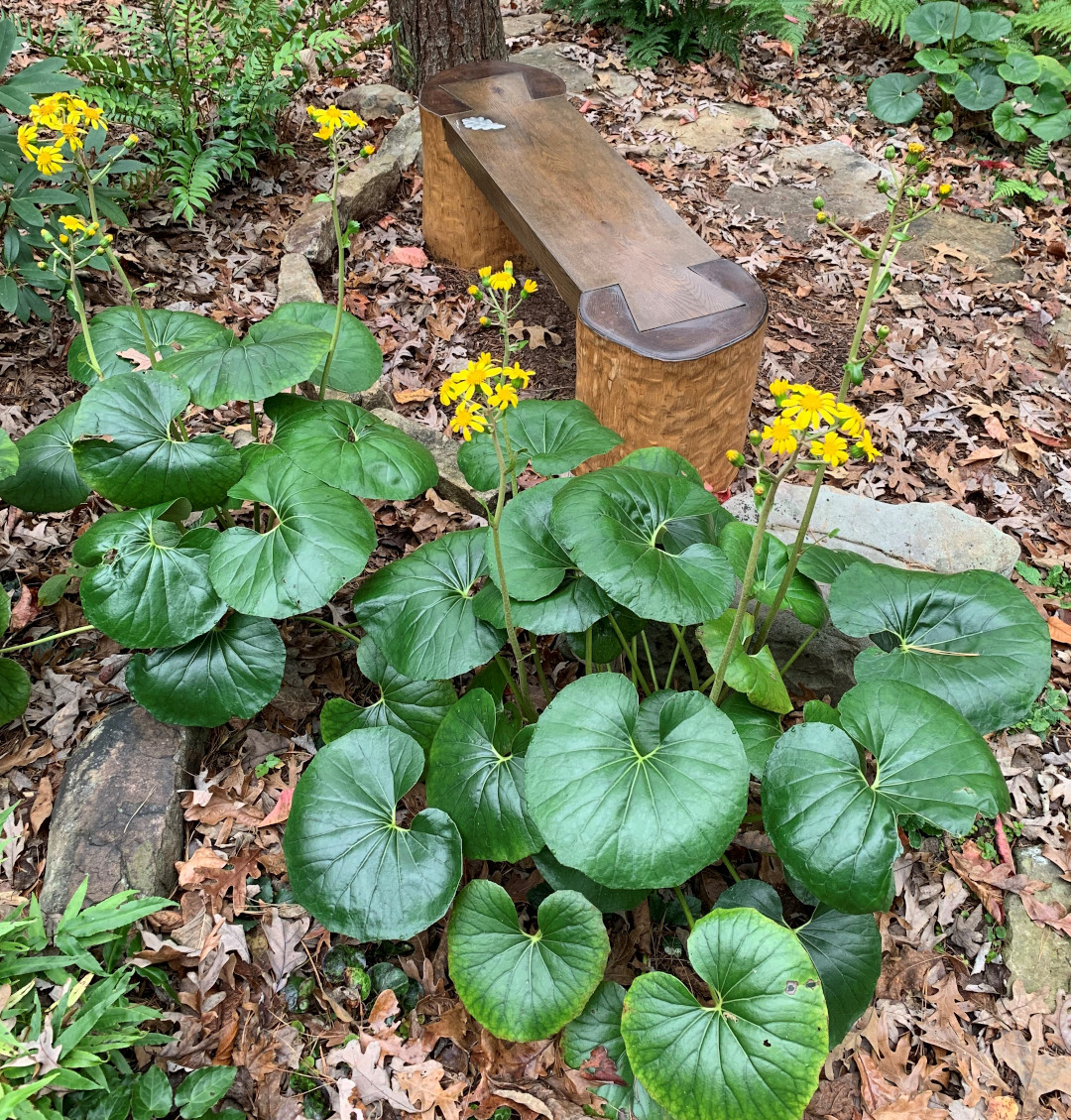 Leopard plants