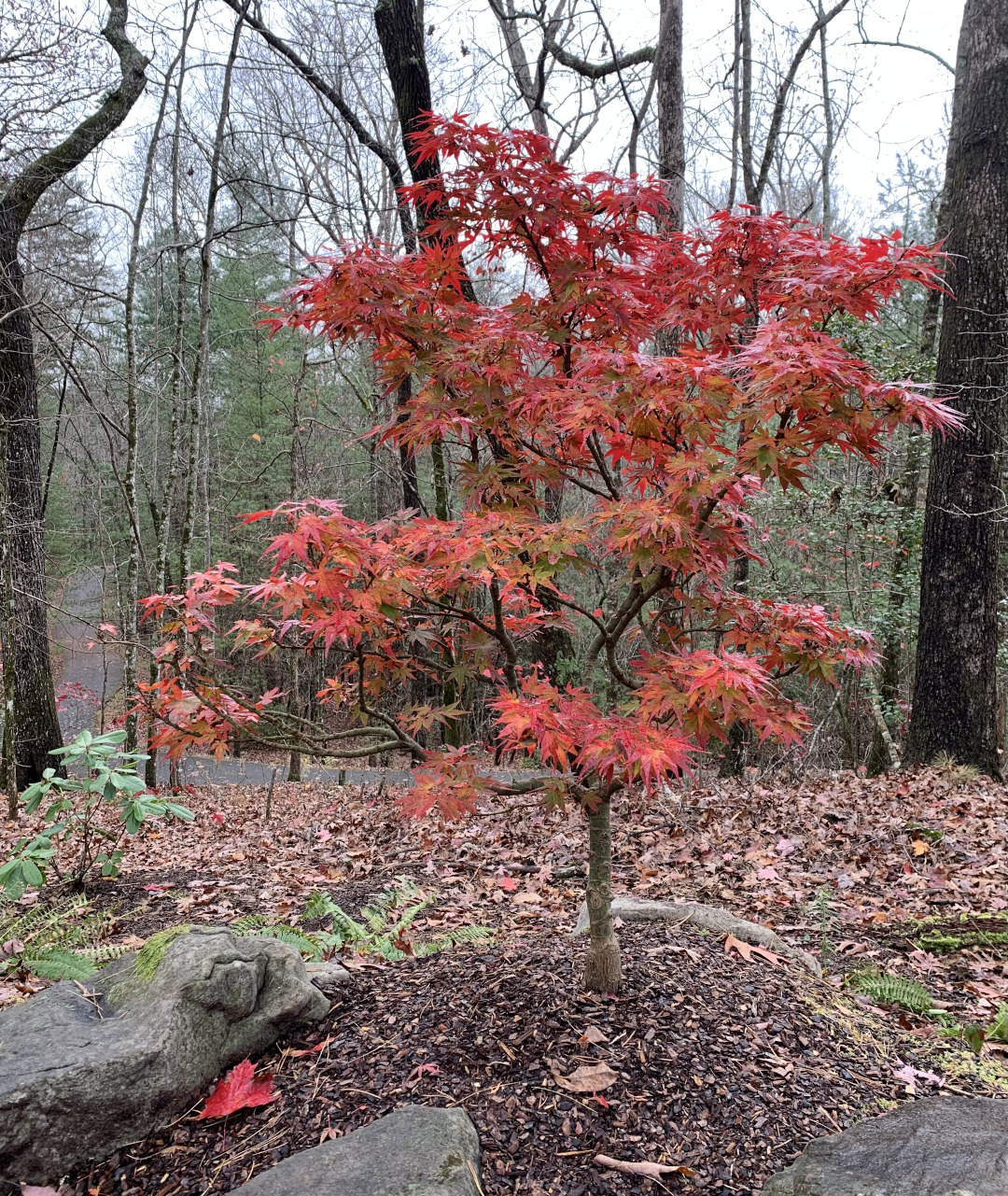 Mikawa Yatsubusa Japanese maple