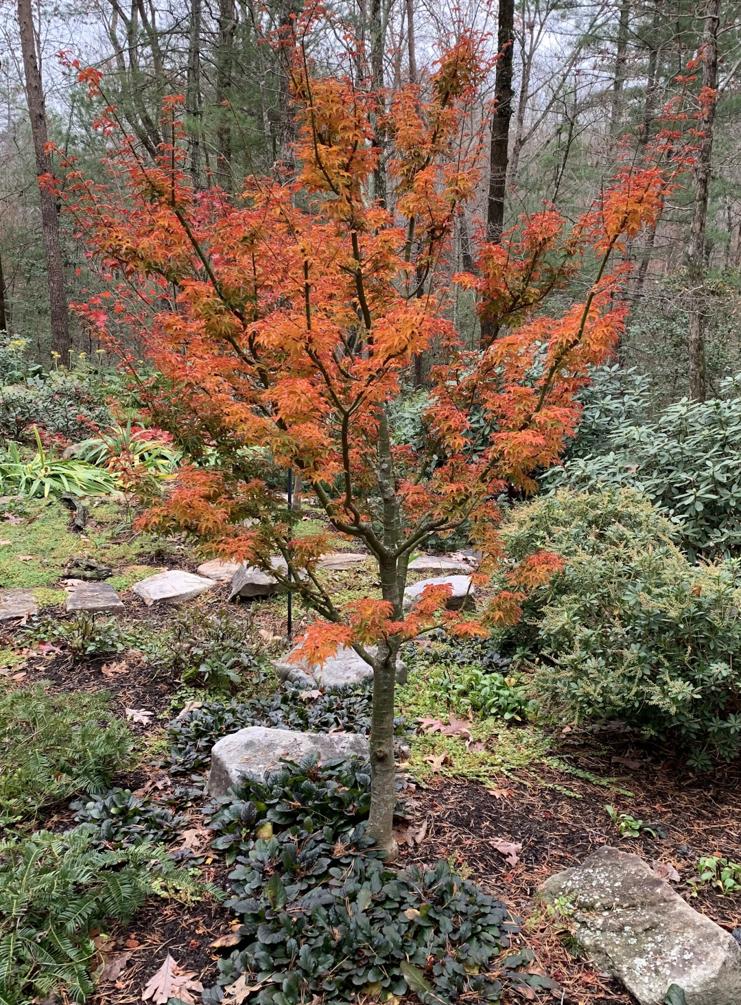 Shishigashira Japanese maple