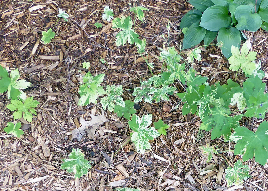 geraniums with variegated leaves