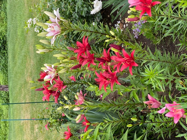 Asiatic lilies