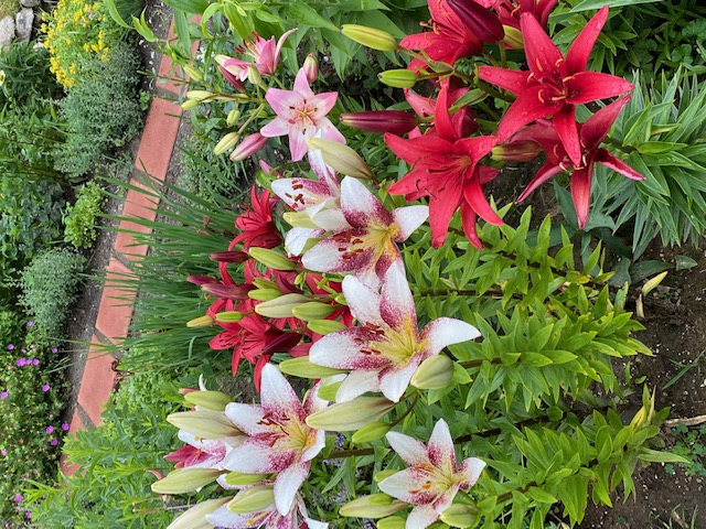 asiatic lilies