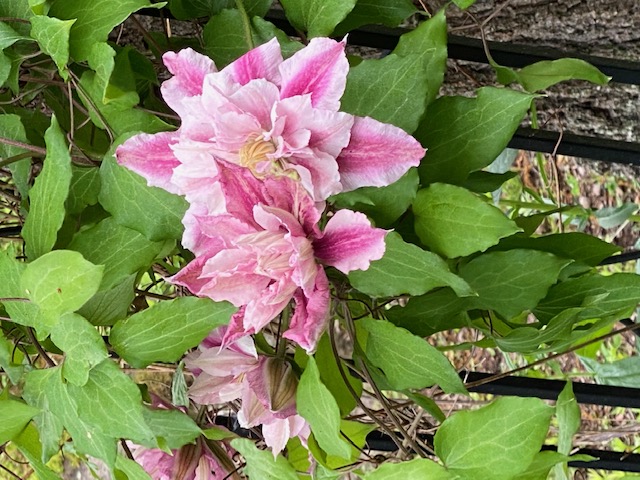 double clematis