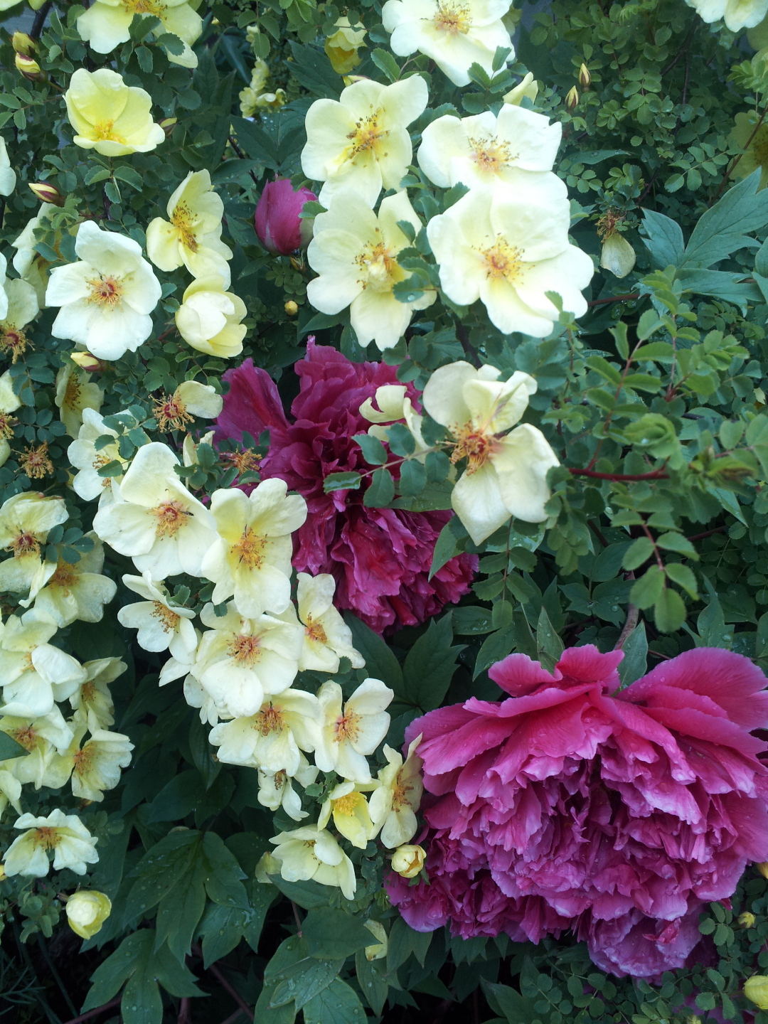 early-flowering yellow rose