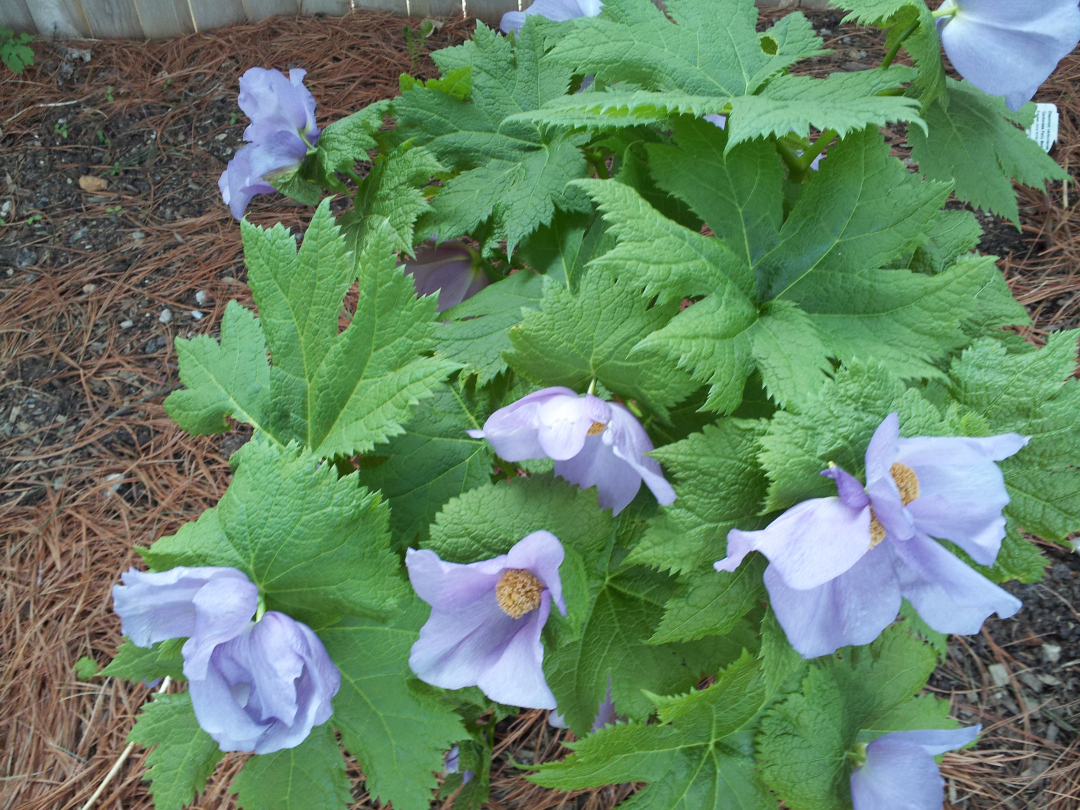 Japanese wood poppy