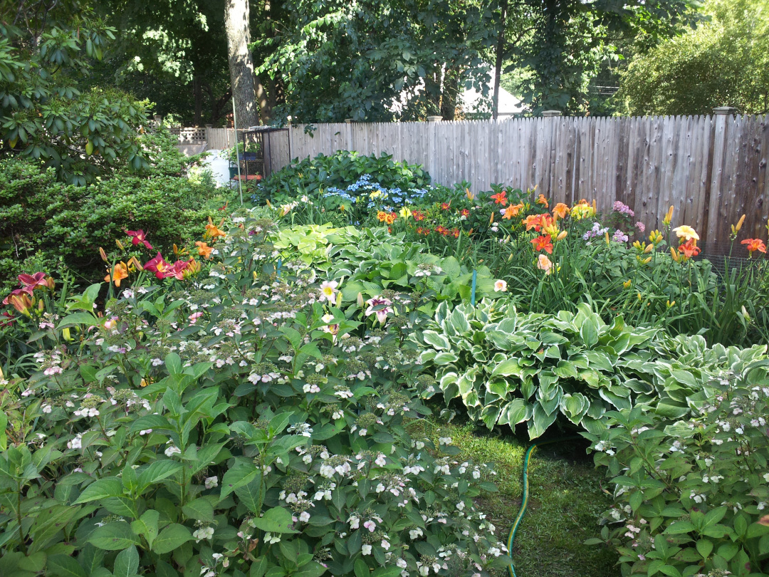 hydrangeas and hostas