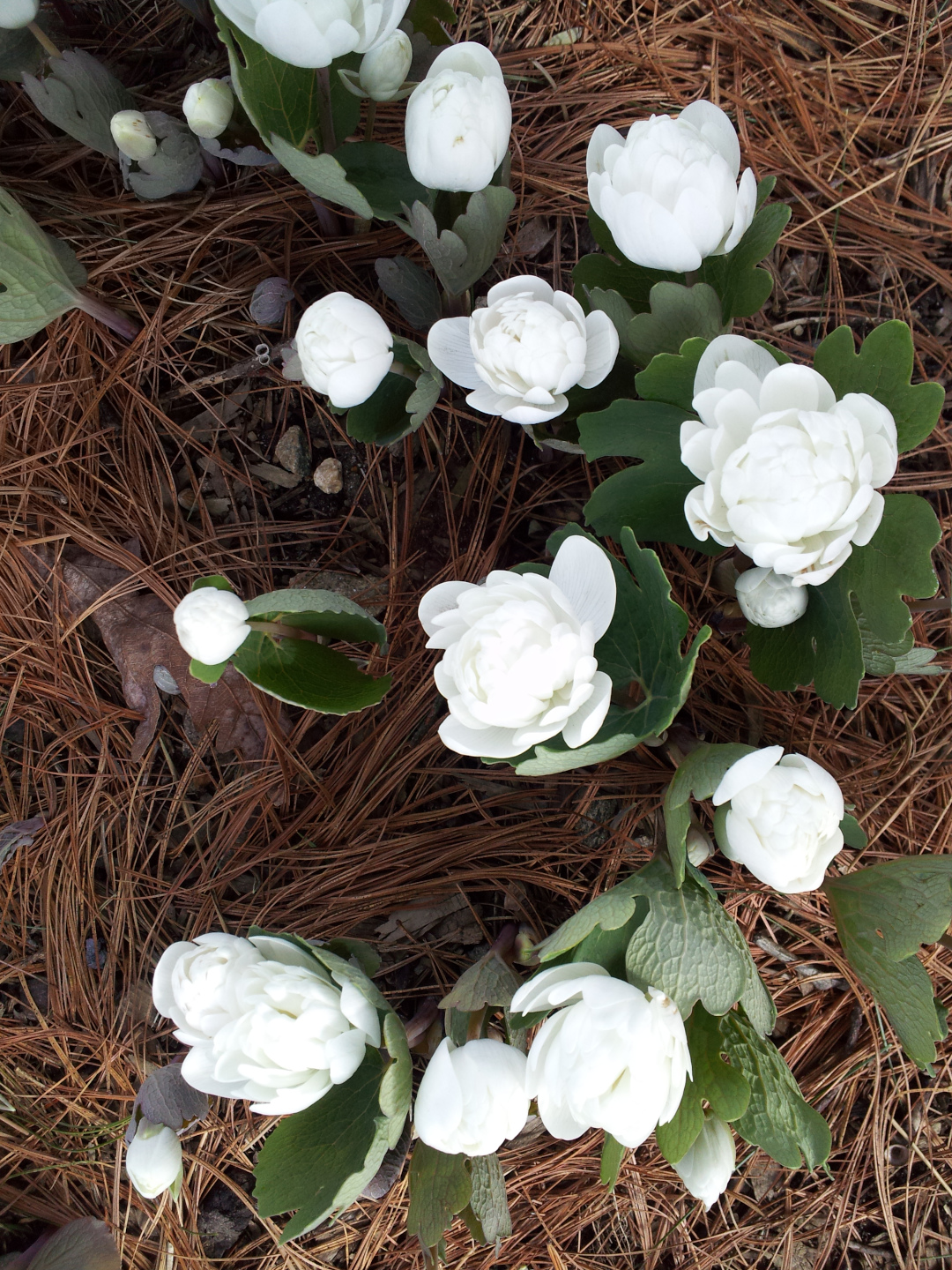 double bloodroot