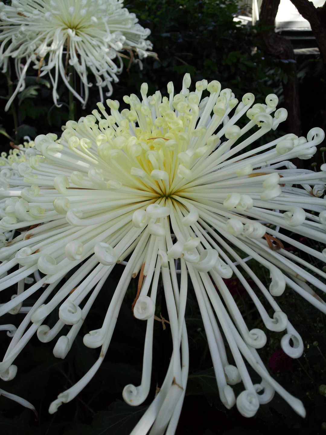 show-style chrysanthemum