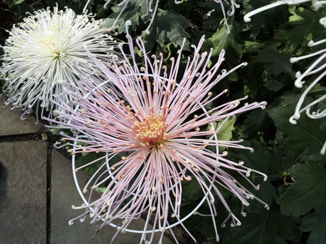 pink show chrysanthemum