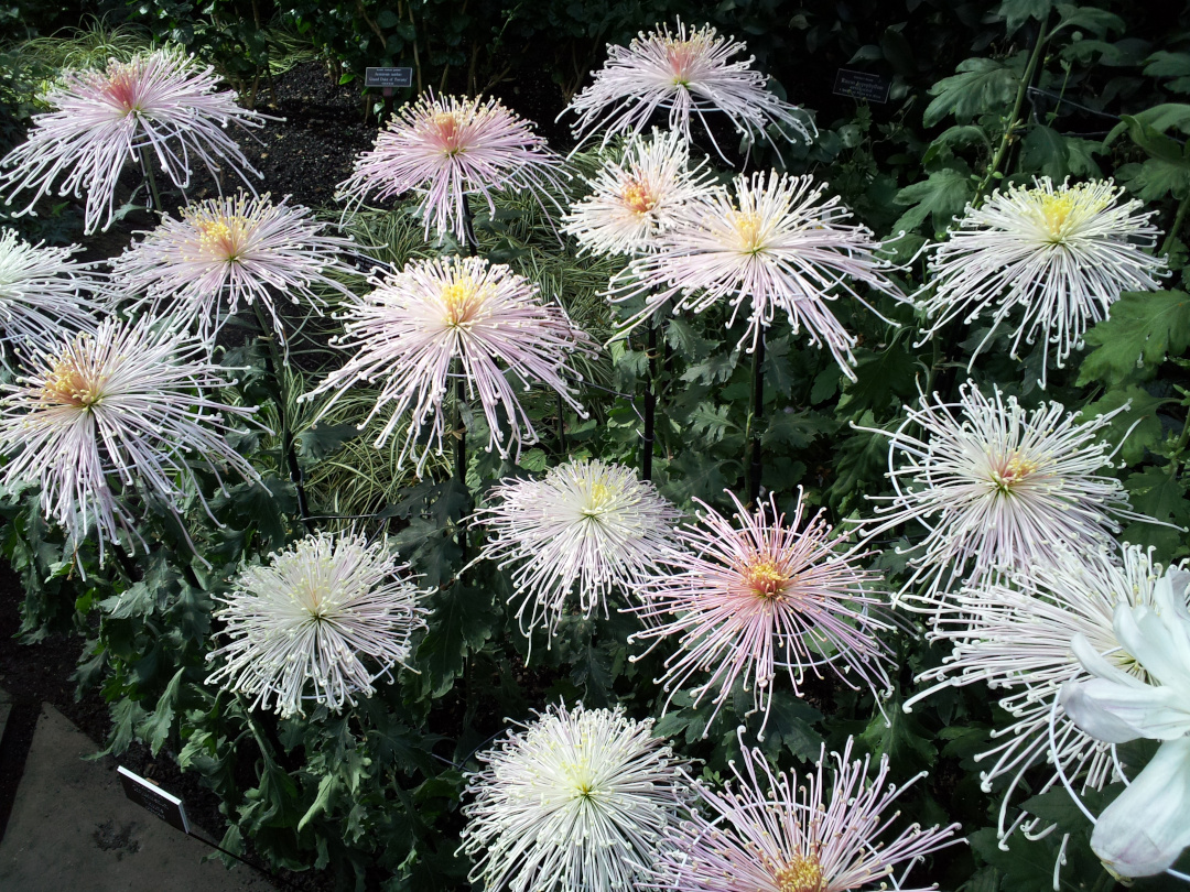 Mass planting of chrysanthemums