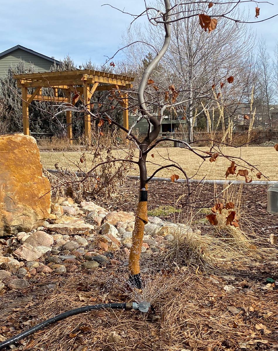 winter tree watering