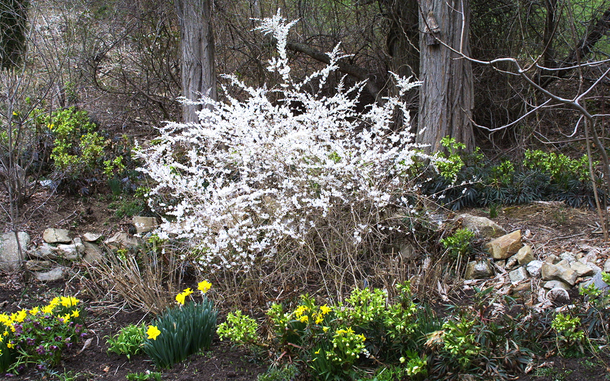 White forsythia