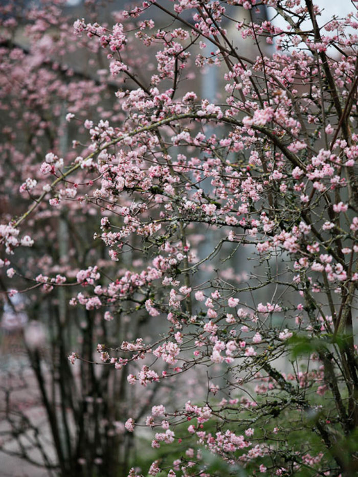 These six flowers are blooming right now. And they make a lot of scents