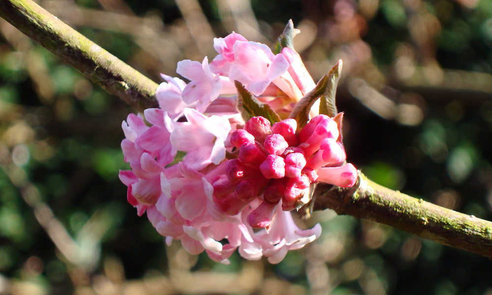 Bodnant viburnum