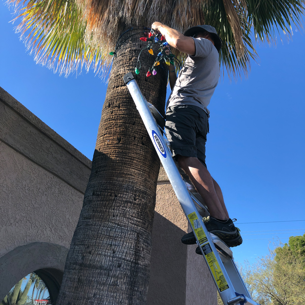 Stringing the palm tree