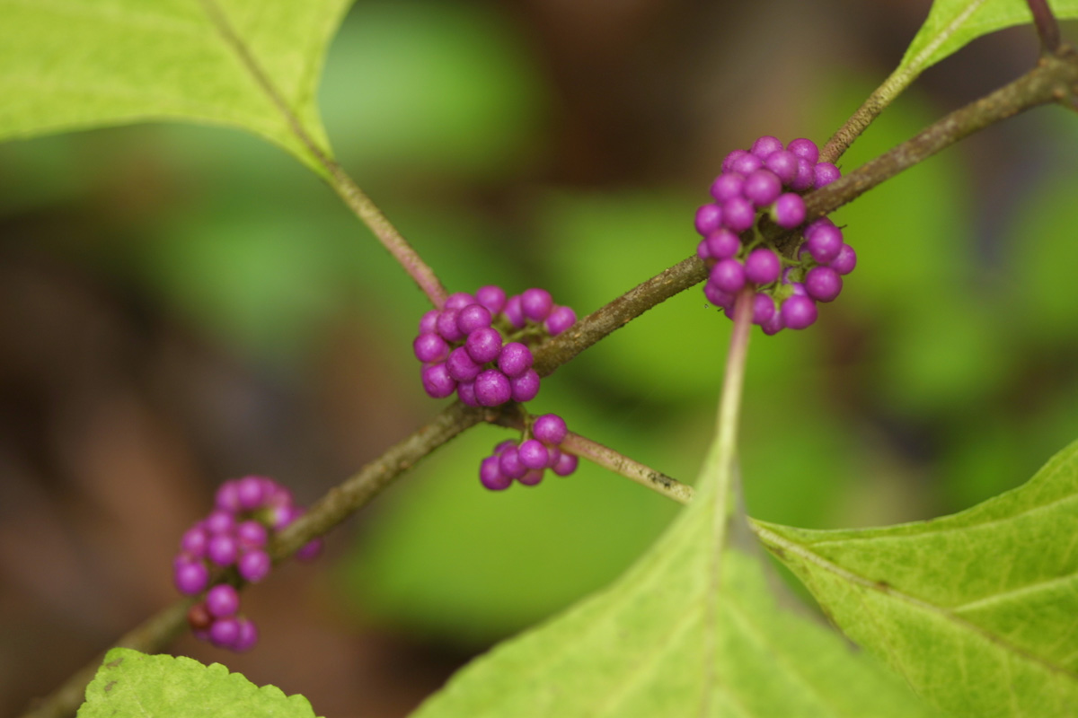 beautyberry 