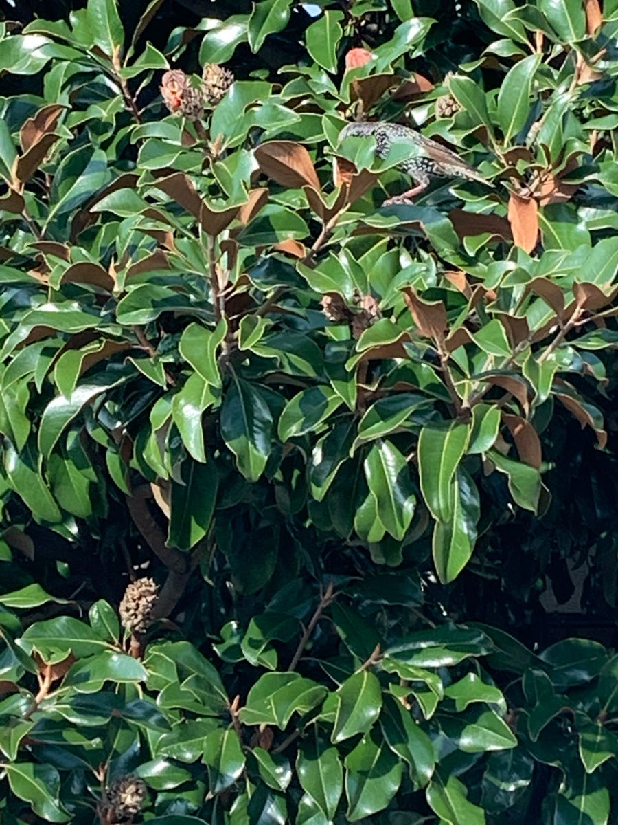 Southern Magnolia "Bracken Brown"