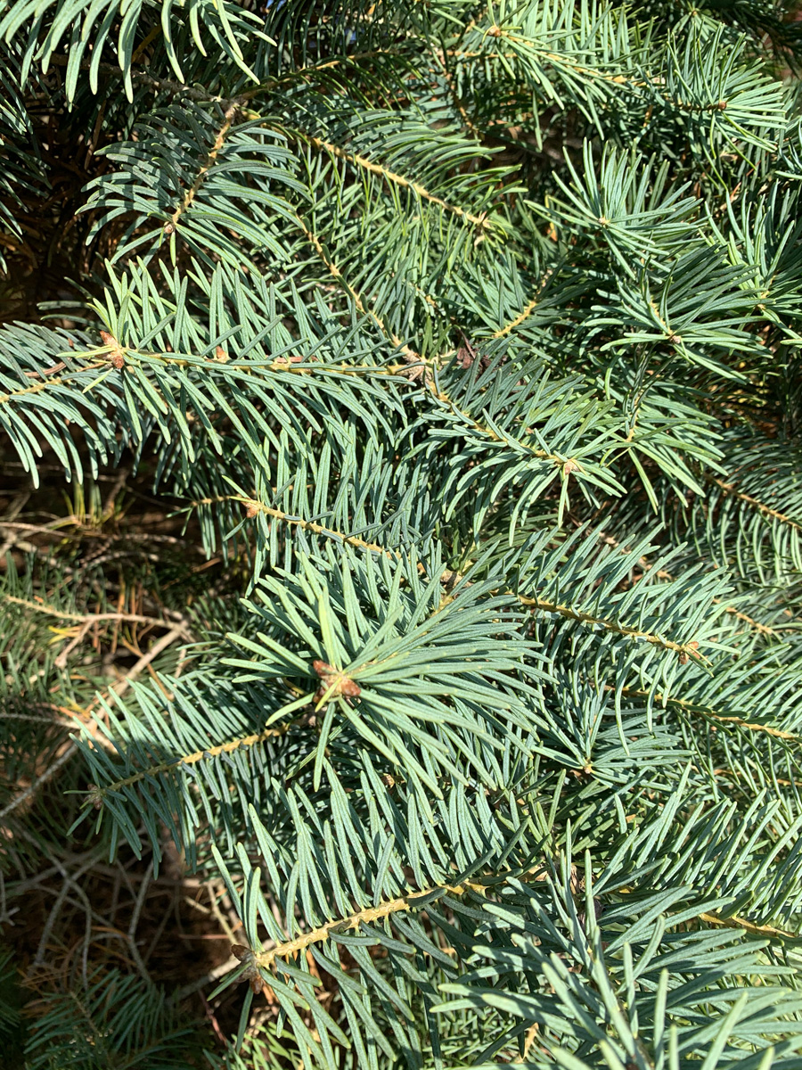 concolor fir foliage