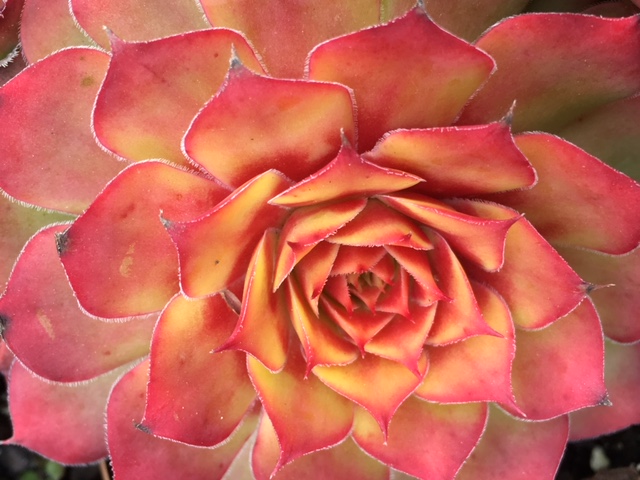 Gold Nugget hens-and-chicks