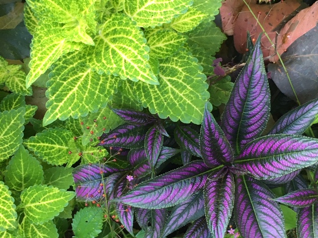 Strobilanthes dyeriana