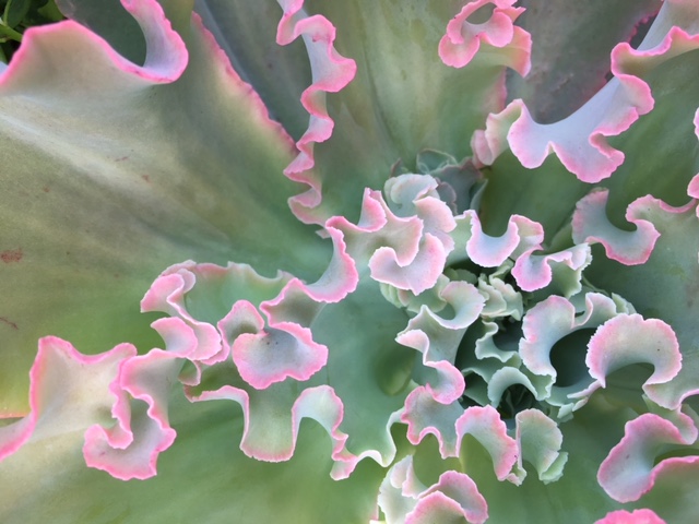 Echeveria