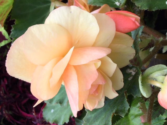 Tuberous begonias