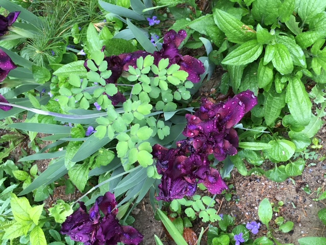 purple bearded iris