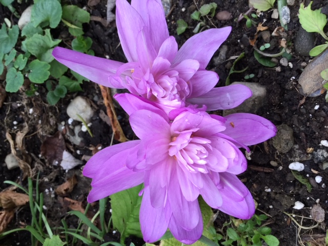 Waterlily colchicum