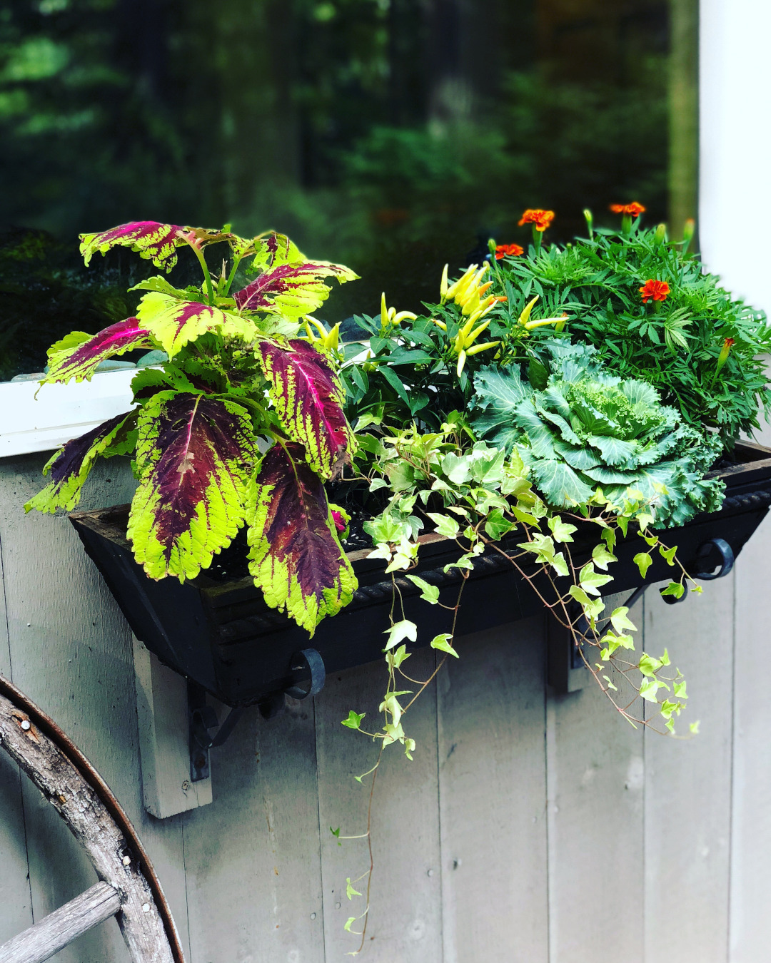 window boxes