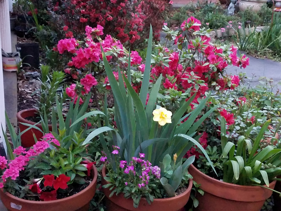 Containers of flowers