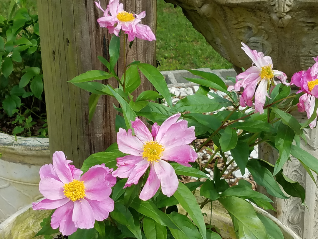 spring peonies