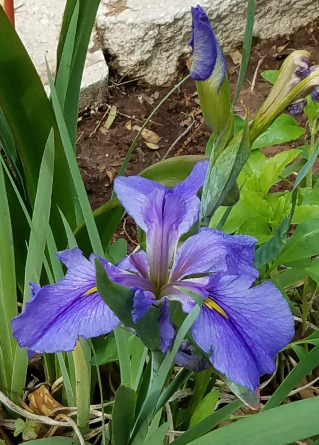 Louisiana group of hybrid irises