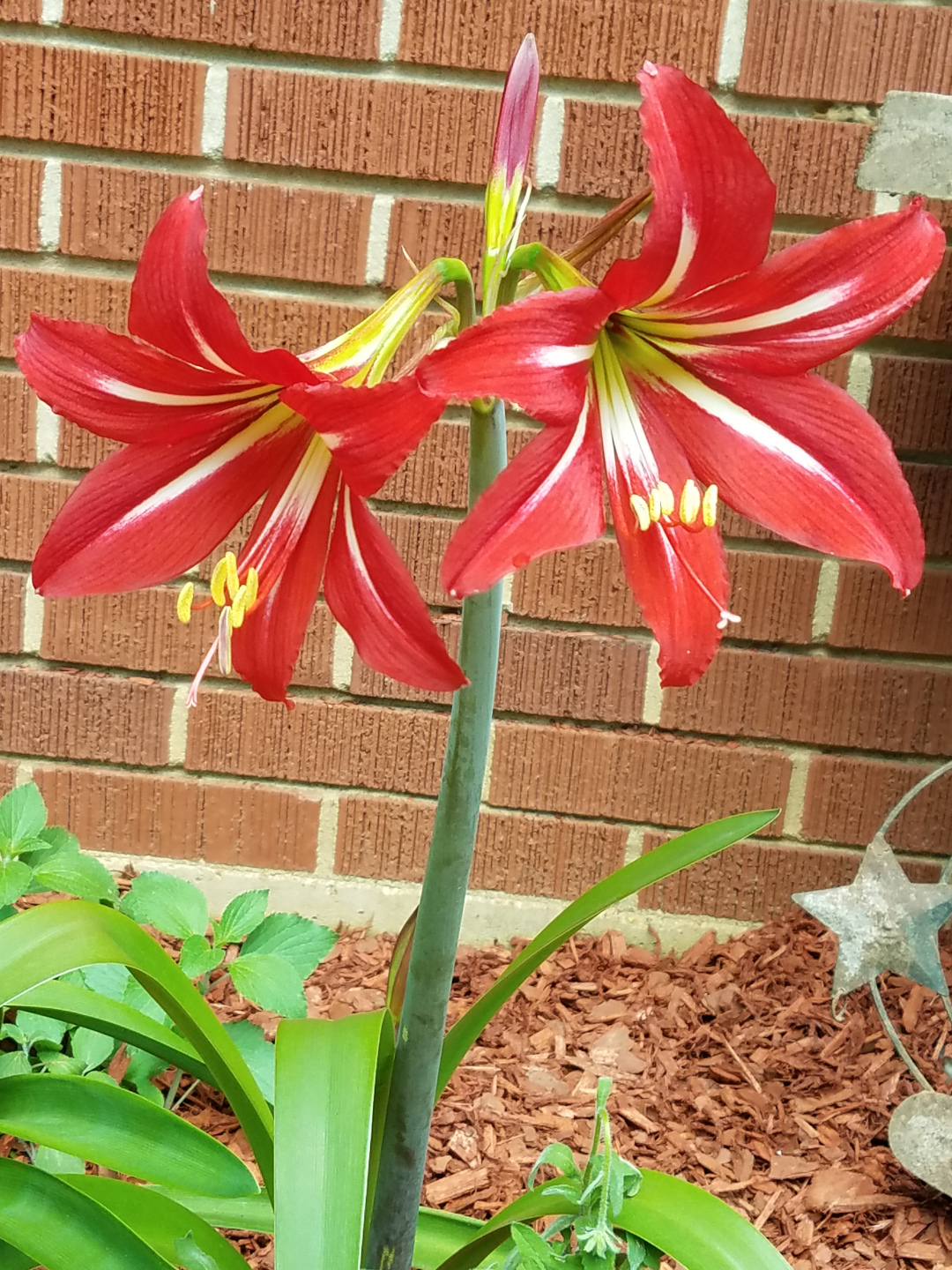 amaryllis