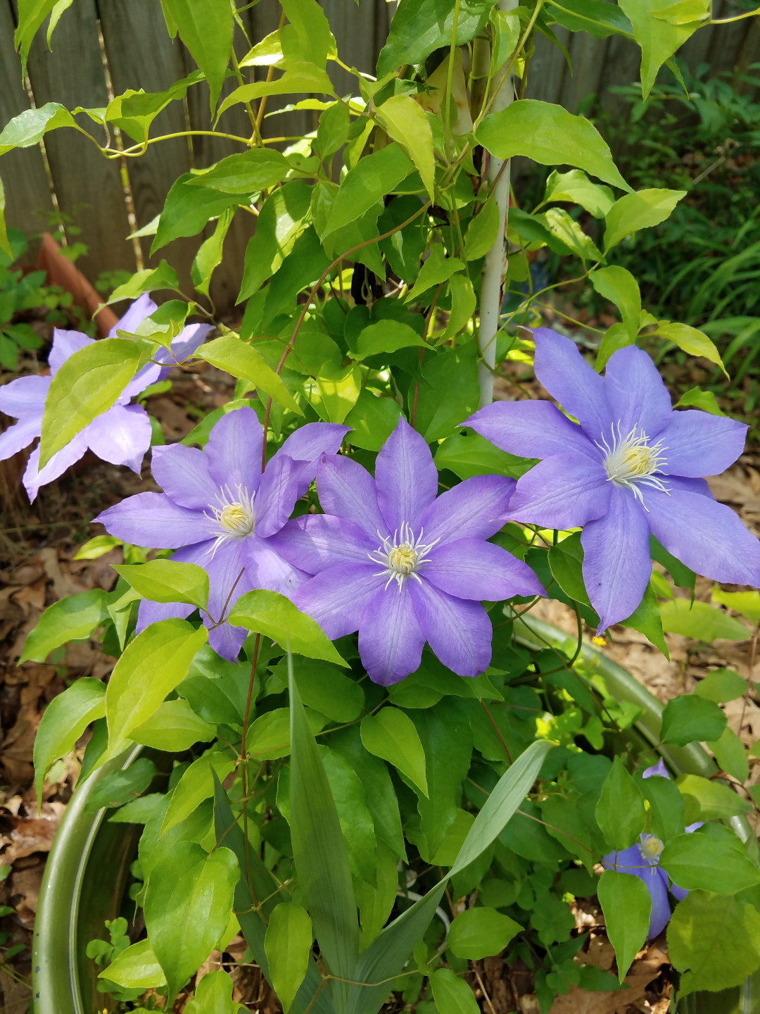 large-flowered clematis