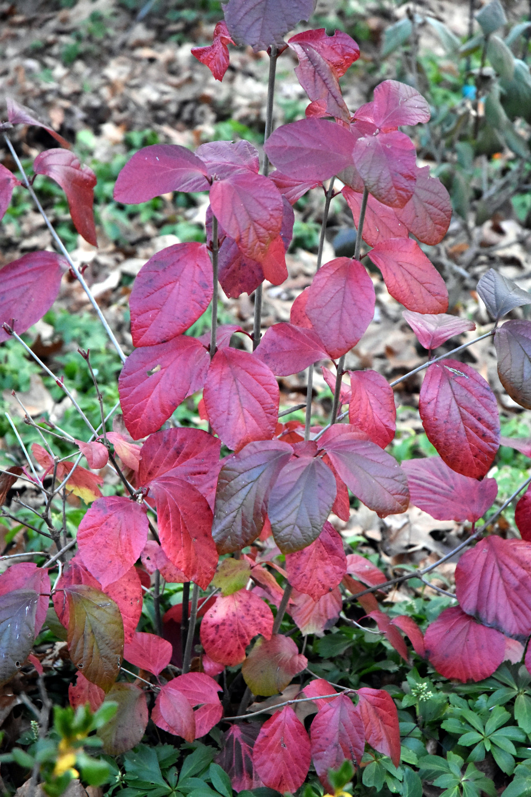 viburnum