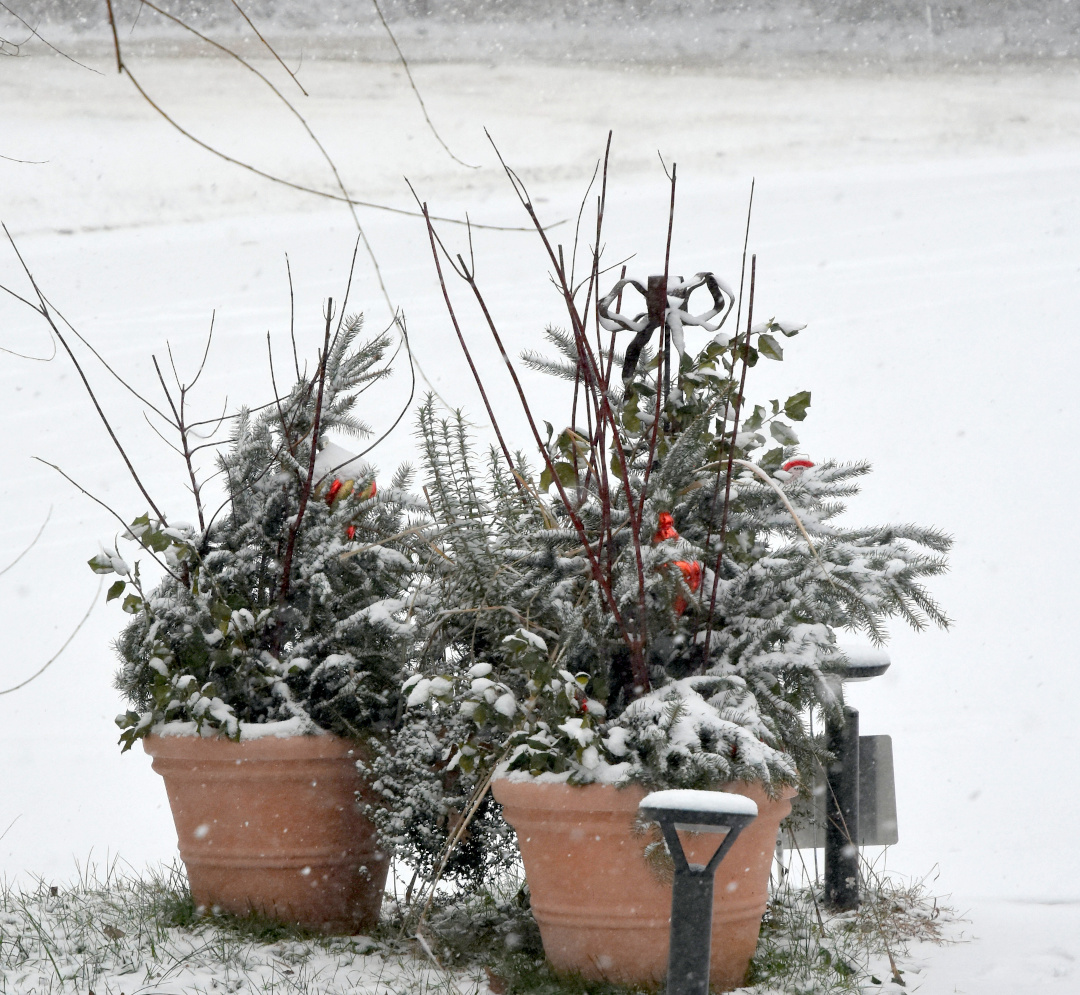 evergreens in planters