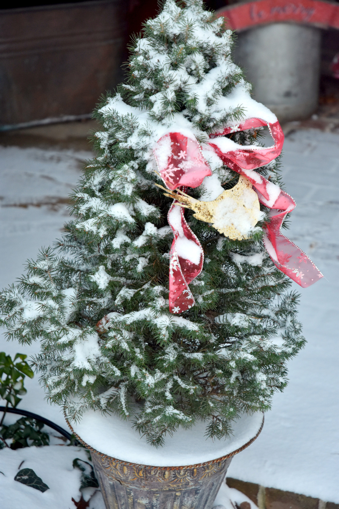 dwarf Alberta spruce in a planter